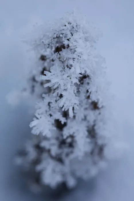 Framed Print : Ice Crystals in Nature Close up Framed Print : Ice Crystals in Nature Close up