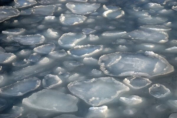Ice floes in winter