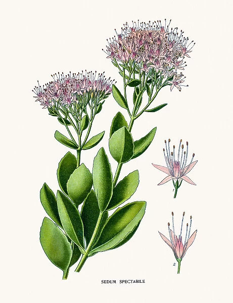 Ice plant. Photo of an original Fine Lithograph