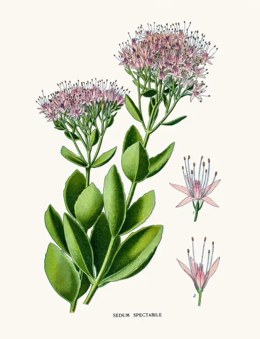 Framed Print : Ice plant. Photo of an original Fine Lithograph Framed Print : Ice plant. Photo of an original Fine Lithograph