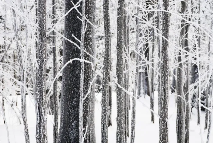 Framed Print : Ice on tree trunks in the woods in winter, Herz, Lower Saxony, Germany, Europe Framed Print : Ice on tree trunks in the woods in winter, Herz, Lower Saxony, Germany, Europe