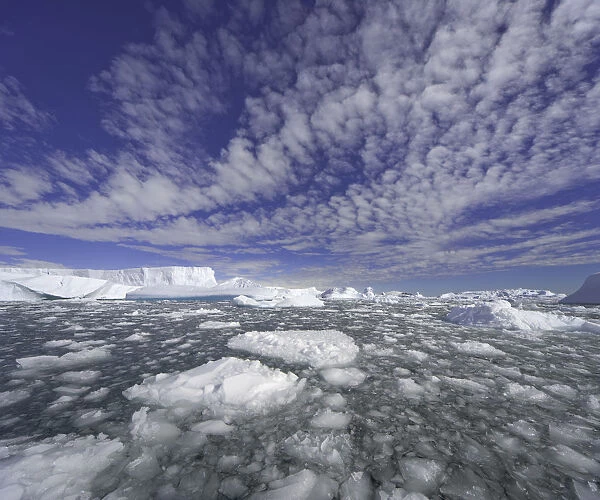 Icebergs, ice floes, Collins Bay, Antarctic Pen