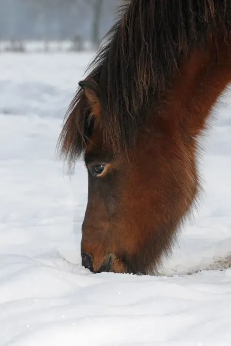 Framed Print : Iceland Horse, gelding, looking for food in snow, Germany Framed Print : Iceland Horse, gelding, looking for food in snow, Germany