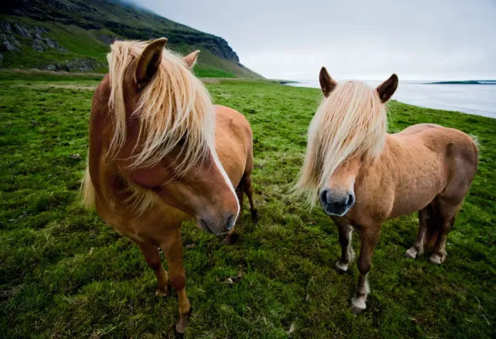 Framed Print : Iceland - Lon Valley: Eastfjord Ponies