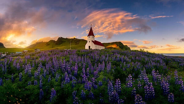 Iceland Lupine