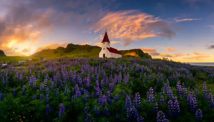 Framed Print : Iceland Lupine Framed Print : Iceland Lupine
