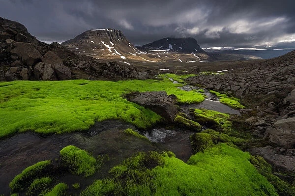 Iceland moss creek at West fjord