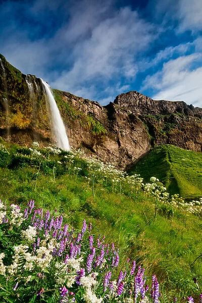 Iceland - Seljalandsfoss: Lush