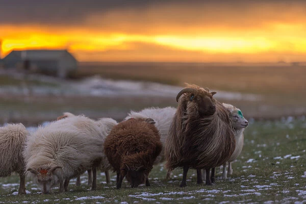 Iceland sheep on a field in winter season