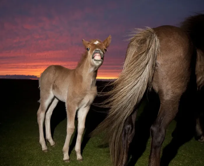 Framed Print : Icelandic foal smiling with mare at sunset Framed Print : Icelandic foal smiling with mare at sunset