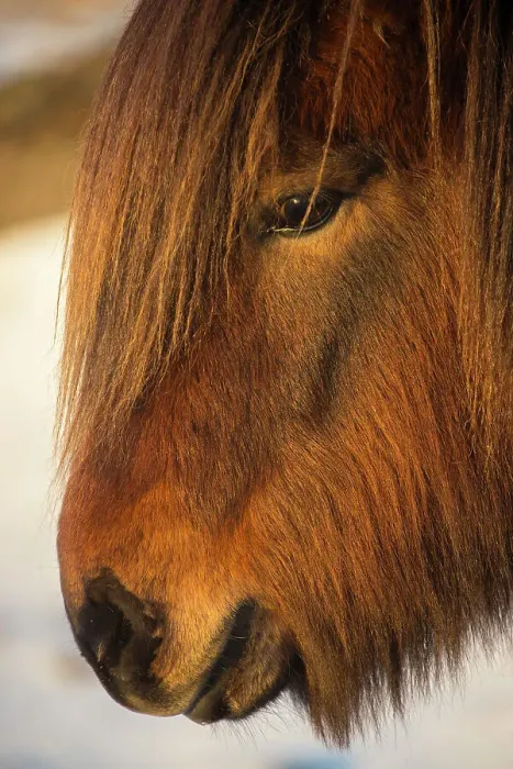Framed Print : Icelandic horse at dawn Framed Print : Icelandic horse at dawn