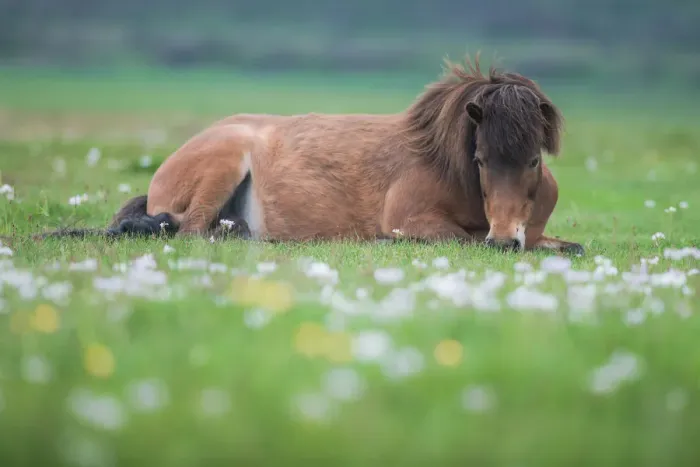 Framed Print : icelandic horse on the field