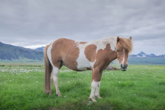 Framed Print : icelandic horse on the field