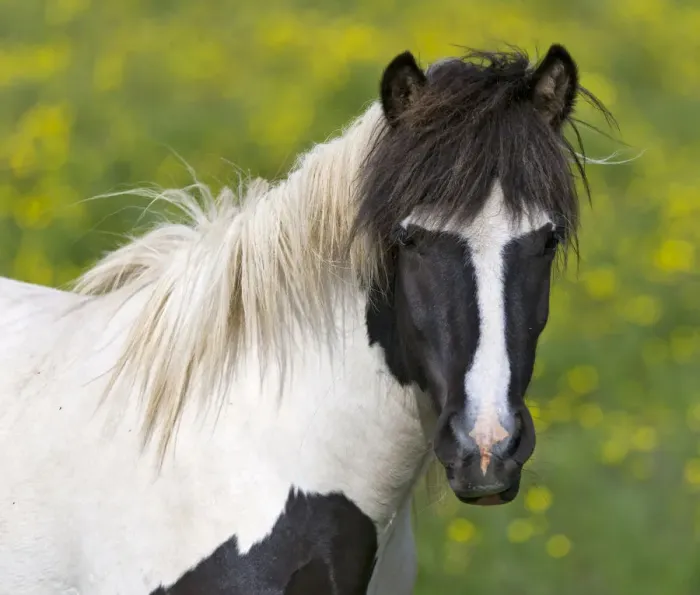 Framed Print : Icelandic horse on a flower meadow, Iceland, Europe Framed Print : Icelandic horse on a flower meadow, Iceland, Europe