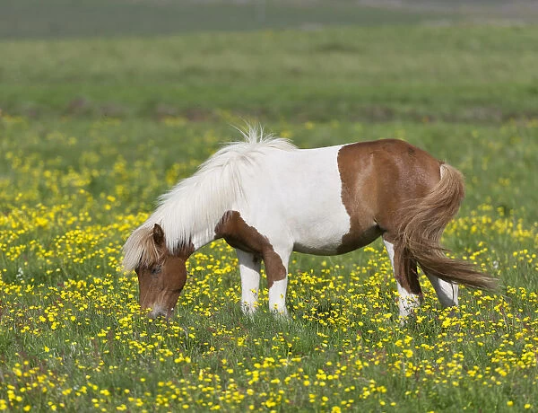 Icelandic horse on a flower meadow, Iceland, Europe