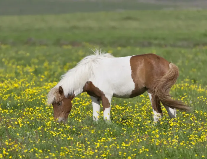 Framed Print : Icelandic horse on a flower meadow, Iceland, Europe Framed Print : Icelandic horse on a flower meadow, Iceland, Europe