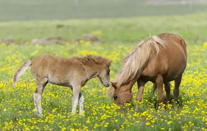 Framed Print : Icelandic horse with a foal on a flower meadow, Iceland, Europe Framed Print : Icelandic horse with a foal on a flower meadow, Iceland, Europe