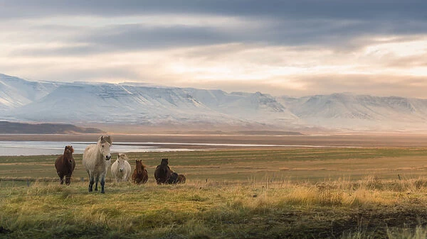Icelandic horse on a grass field