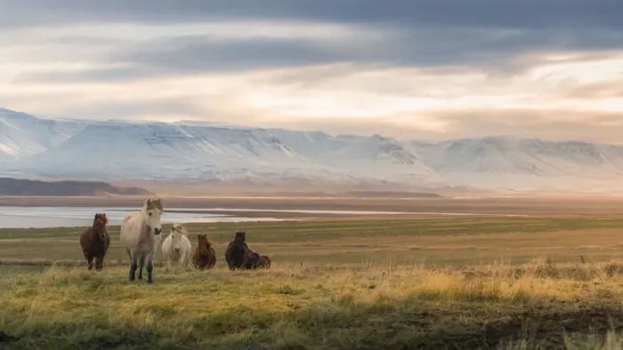 Framed Print : Icelandic horse on a grass field Framed Print : Icelandic horse on a grass field