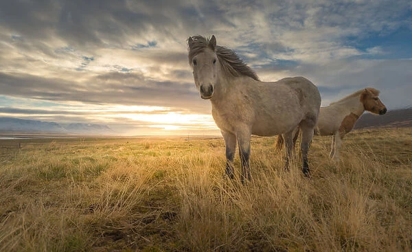 Icelandic horse on a grass field