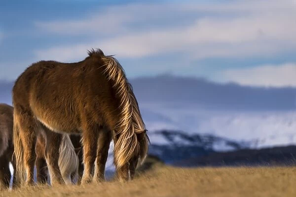 Icelandic horse, grazing in front of mountains, Vik, Iceland