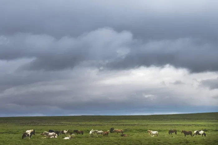 Framed Print : Icelandic horse herd on the gras field Framed Print : Icelandic horse herd on the gras field