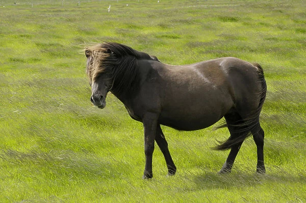 Icelandic horse, Iceland, Europe