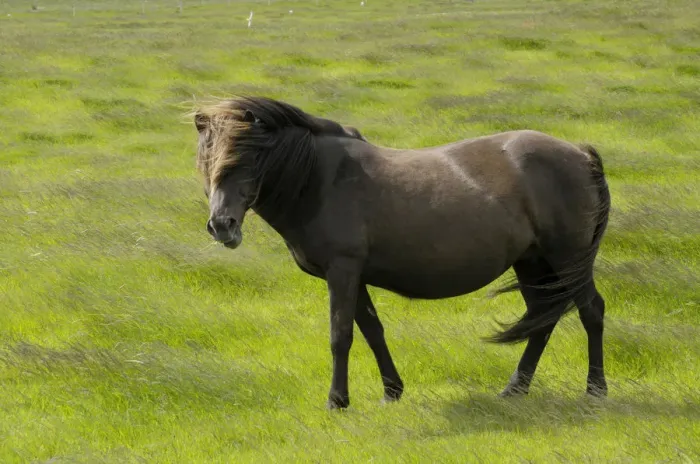 Framed Print : Icelandic horse, Iceland, Europe Framed Print : Icelandic horse, Iceland, Europe