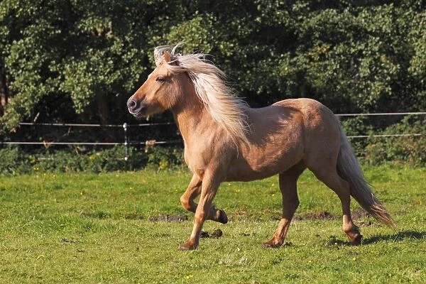 Icelandic Horse, mare running