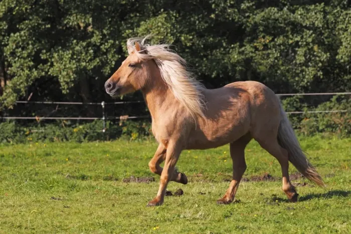 Framed Print : Icelandic Horse, mare running