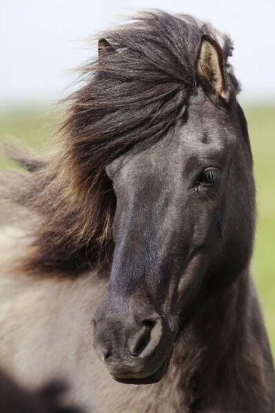 Icelandic horse, portrait, South Iceland, Iceland, Europe