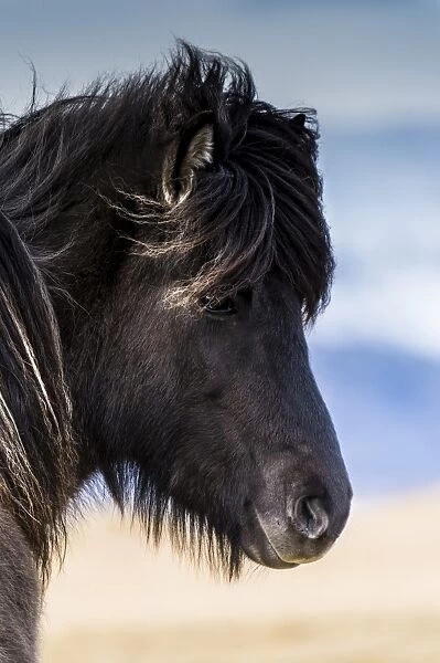 Icelandic horse, portrait, Vik, Iceland