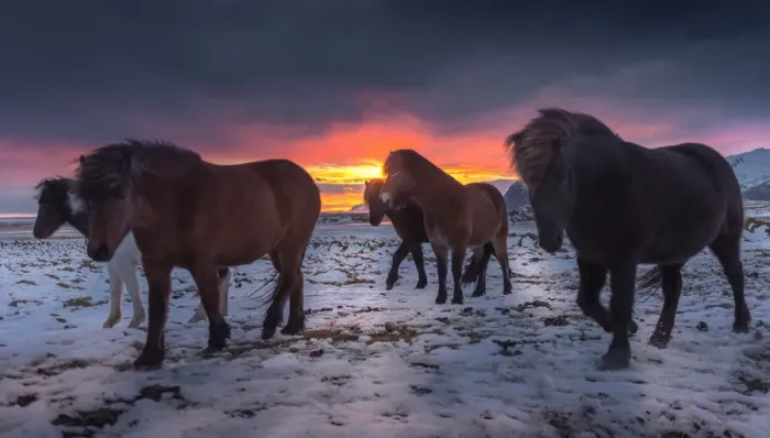 Framed Print : Icelandic horse on a snow field