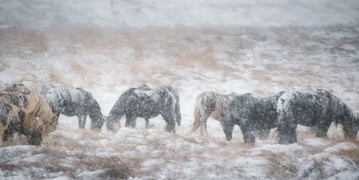 Framed Print : Icelandic horse on a snow field