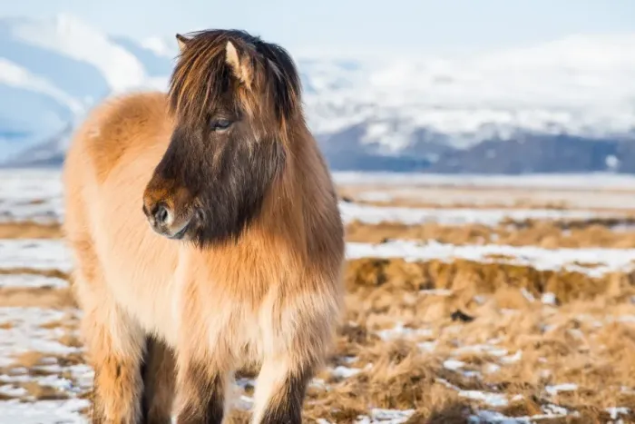 Framed Print : A Icelandic horse with the snowy mountain