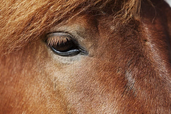 Icelandic horse, detail view of the eye, southern Iceland, Iceland, Europe
