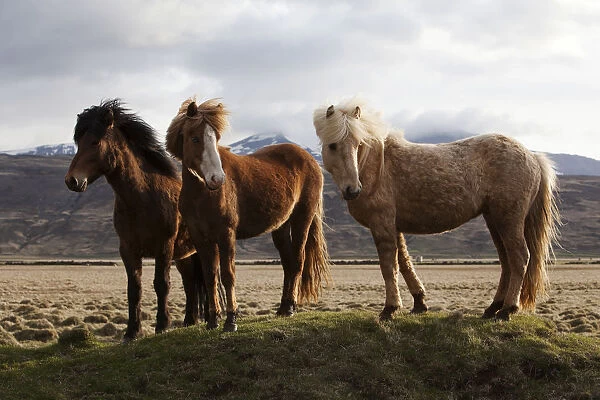 Icelandic horses, Bloendues, North Iceland, Iceland, Europe