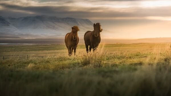 Icelandic horses on the field