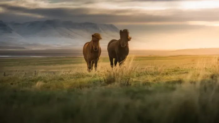 Framed Print : Icelandic horses on the field Framed Print : Icelandic horses on the field
