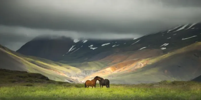 Framed Print : Icelandic horses in the field Framed Print : Icelandic horses in the field