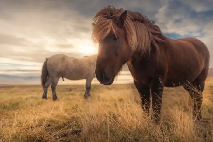 Framed Print : Icelandic horses in the field Framed Print : Icelandic horses in the field