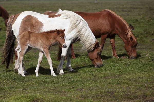 Icelandic horses with foals, southern Iceland, Iceland, Europe