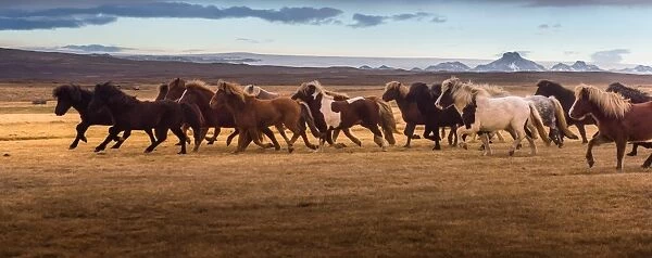 Icelandic horses galloping over the field