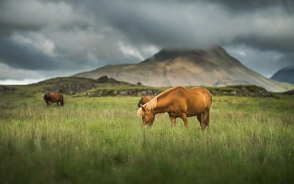 Icelandic horses on a grass land