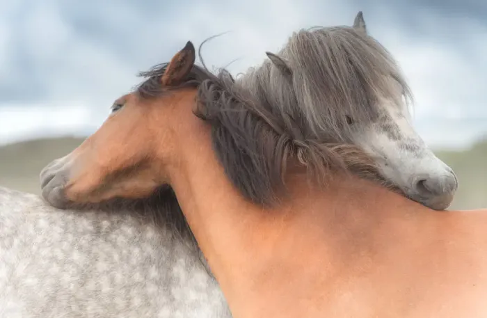 Framed Print : icelandic horses hug each other Framed Print : icelandic horses hug each other