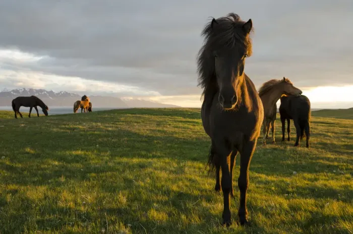 Framed Print : Icelandic horses, Husavik area, Norourland eystra region, or north-east region, Iceland, Europe Framed Print : Icelandic horses, Husavik area, Norourland eystra region, or north-east region, Iceland, Europe