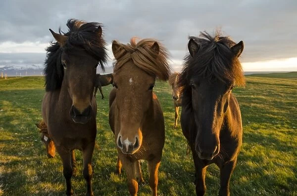 Icelandic horses, Husavik area, Norourland eystra region, or north-east region, Iceland, Europe
