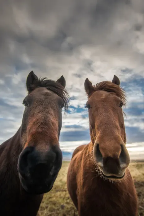 Framed Print : Icelandic horses looking at camera Framed Print : Icelandic horses looking at camera
