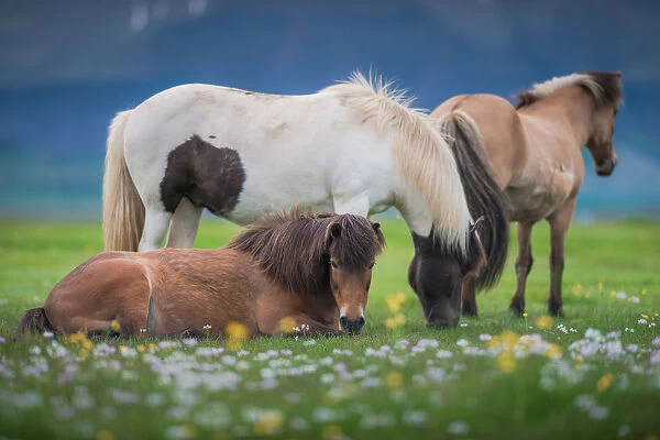 Icelandic horses in a meadow field