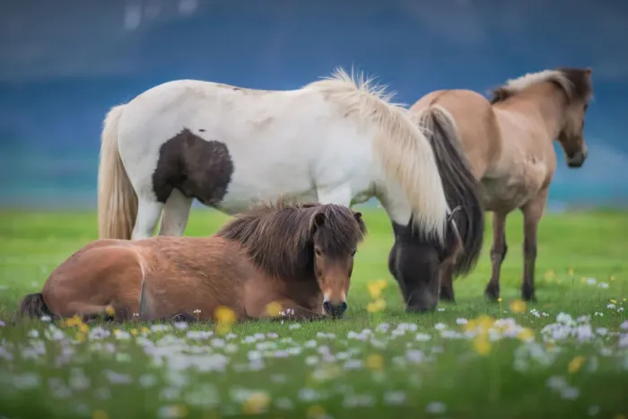 Framed Print : Icelandic horses in a meadow field Framed Print : Icelandic horses in a meadow field
